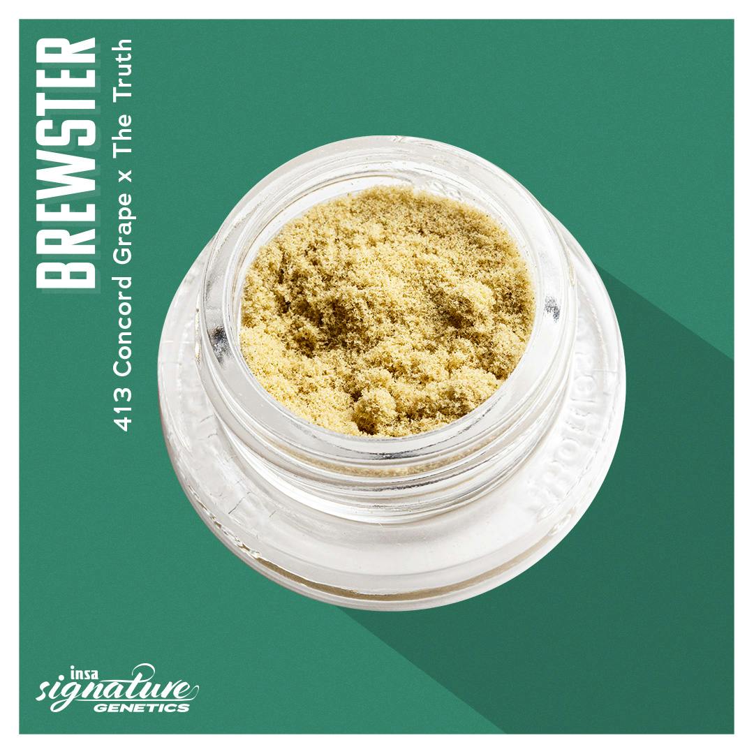 Brewster Kief